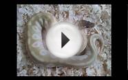 Special ball python and combos!