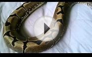 Spider ball python after shed