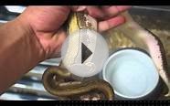 Sugar Spinner ball python