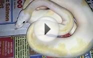 Super Fire Ball Python and more!!