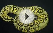 Super Pastel Yellowbelly Fader ball python