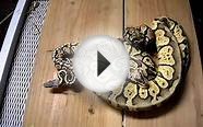 Super Snakes! Ball Pythons
