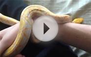 Super tame lavender albino reticulated python