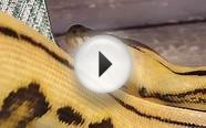 Super Tiger Reticulated Python outside