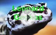 Top 10 Leopard Gecko & Ball Python Morphs