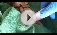 Ultrasounding ball pythons for follicular growth Part I