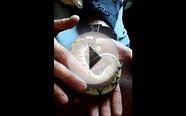 Unboxing Spider Ball Python (2013 female) Sapphire