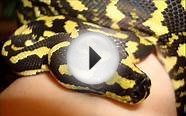 Update on Cher jungle carpet python