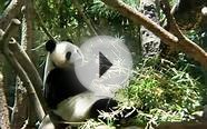 What does a Panda eat? | What do panda bears eat | giant