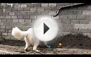 White dog and the colorful balls