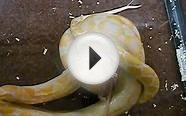 White Phase Albino Reticulated Python Eatting Rat.