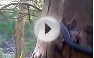 wild blue tree snake in Arundel.