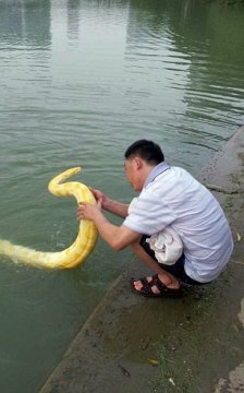 You Wang with his pet snake